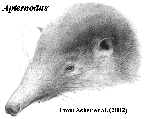 Apternodus baladontus from Asher et al (2002)