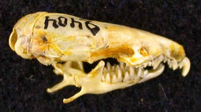 Crocidura leucodon volgensis Stroganov, 1960