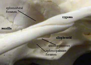 Erinaceus alisphenoid anterior process