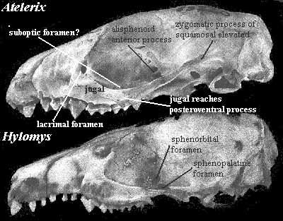 Atelerix & Hylomys skulls in left lateral view from Frost et al (1991)