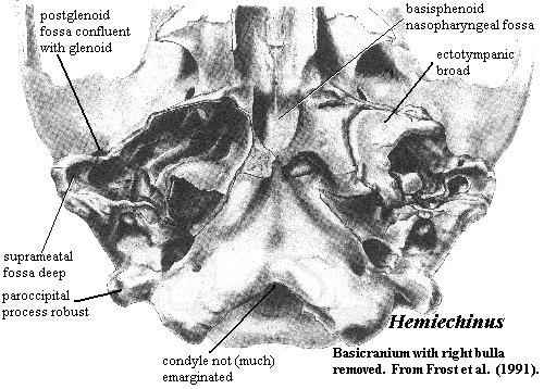 Hemiechinus basicranium