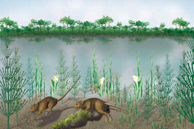 Reconstruction of Macrocranion