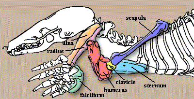 mole forelimb and pectoral girdle