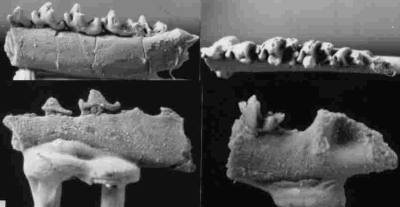 Nyctitheriid dentition