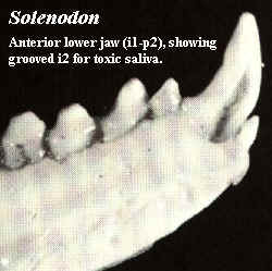 Solenodon jaw with grovved i2