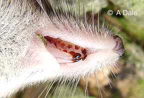 Close-up of mouth of a common shrew Sorex araneus