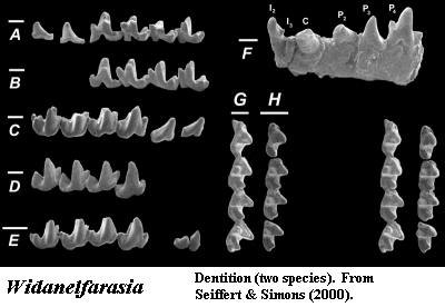 Widanelfarasia dentition from Seiffert & Simons