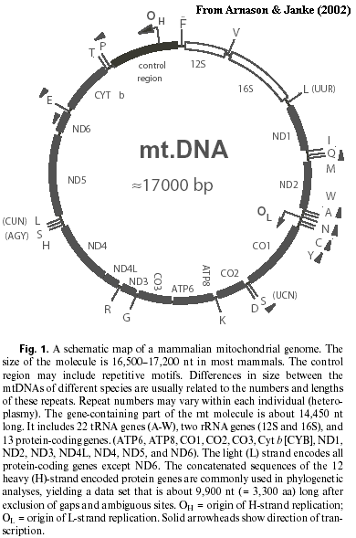 Map of mammal mtDNA molecule from Arnason & Janke (2002)