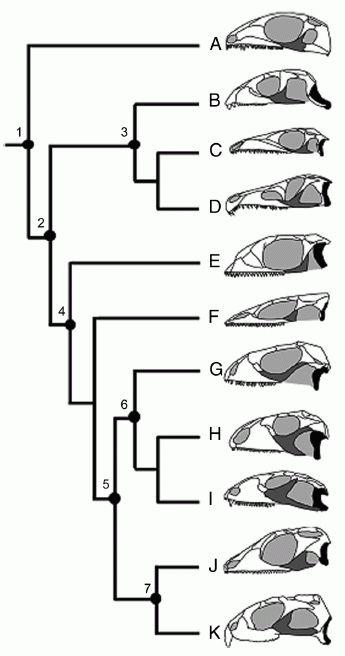  phylogeny of diapsid reptiles showing variation in the development of the lower temporal bar
