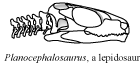 Planocephalosaurus head and neck