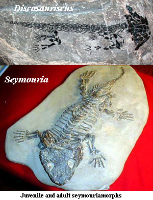 Discosauriscus and Seymouria