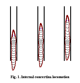 Internal concertina motion