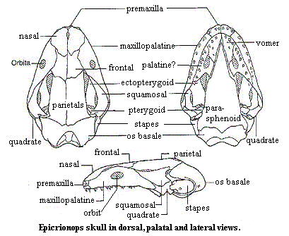 Epicrionops skull