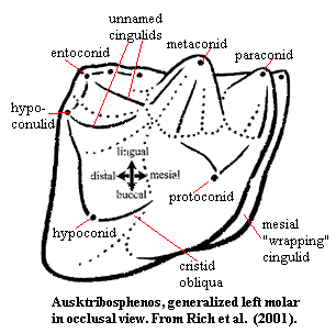 Ausktribosphenos lower left