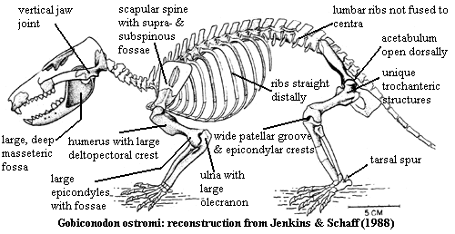 Gobiconodon reconstruction from Jenkins & Schaff (1988)
