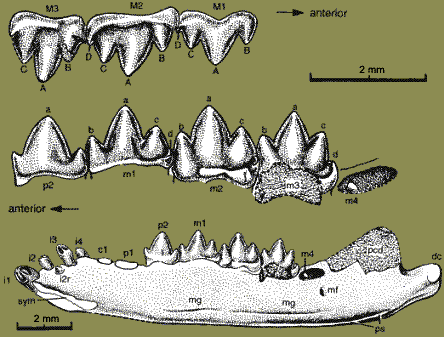 Jeholodens right mandible and dentition in lingual view