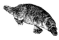 Platypus