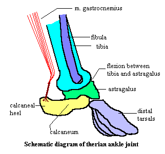Therian ankle