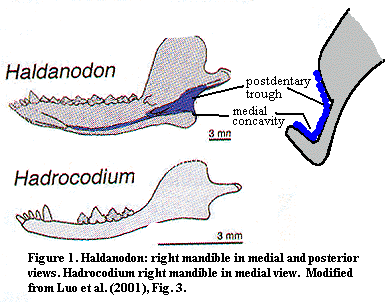 Medial jaws