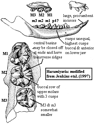 Haramiyavia