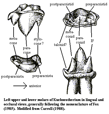 Kuehneotherium molars