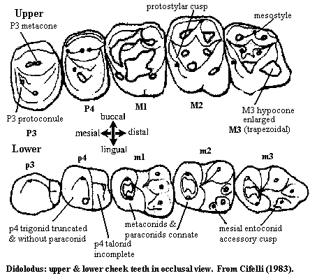 Didolodus cheek teeth from Cifelli (1983)