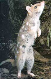 Eastern quoll