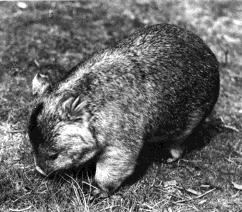 Wombat