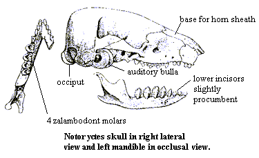 Notorcytes skull and mandible