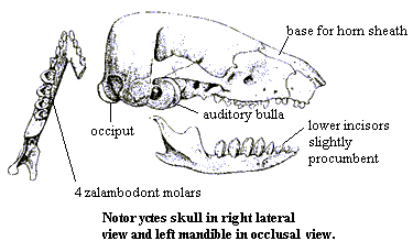 Marsupial Skull