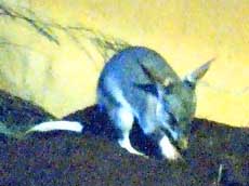 Bilby