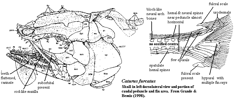 Caturus skull & caudal peduncle region