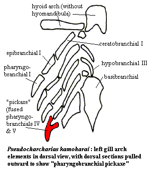 Pseudocarcharias left gill arch elements