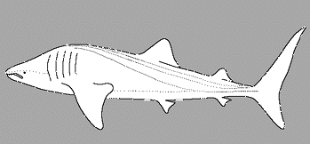 Rhincodon (whale shark)