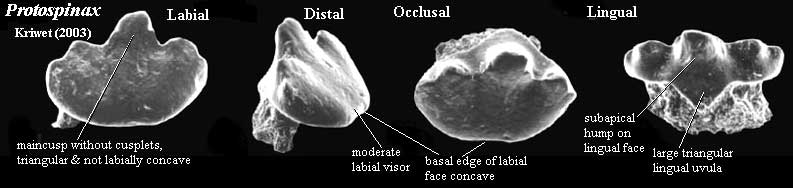 Protospinax tooth. Kriwet (2003).