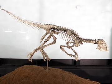 Agilisaurus louderbacki