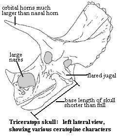 Triceratops skull