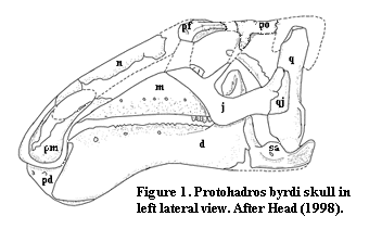 Protohadros1