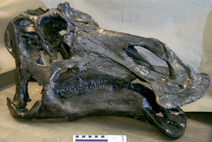 Maiasaurus
