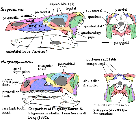 Comparison with Stegosaurus skull