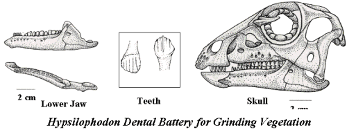 Hypsilophodon jaw, teeth & skull