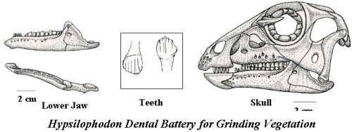 Resultado de imagen de ornithopoda cranium