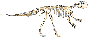 Psittacosaurus skeleton