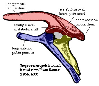 Stegosaurus pelvis