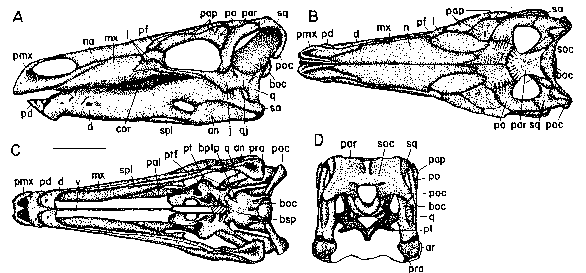 Stegosaurus skull