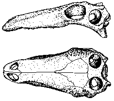 Tuojiangosaurus skull