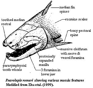 Psarolepis