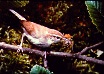 Berwick's wren