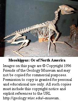 Mesohippus