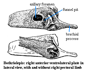 Bothriolepis pectoral limb